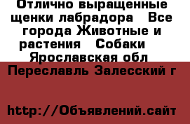 Отлично выращенные щенки лабрадора - Все города Животные и растения » Собаки   . Ярославская обл.,Переславль-Залесский г.